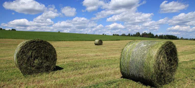 Beware bale contamination 