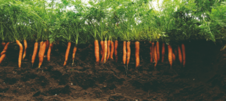 BodemGezondheidsIndicator: grip op bodemgezondheid met één krachtige indicator