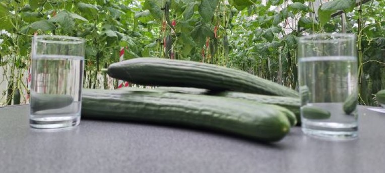 Circular fertilizers for greenhouse horticulture