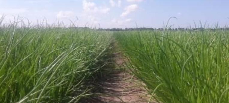 Cropping plan is key in carbon sequestration