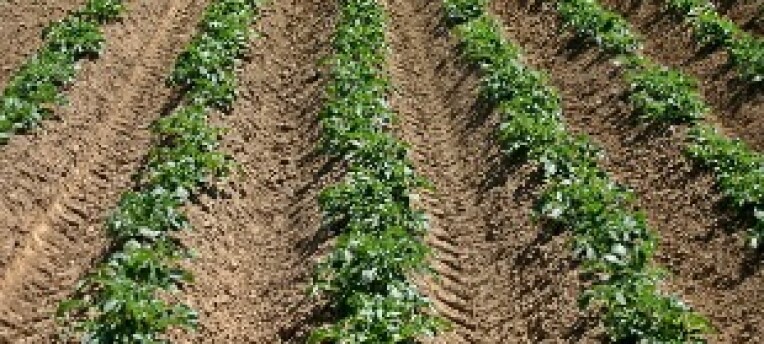 Dalende zwaveldepositie: wat betekent dat voor uw teelt?