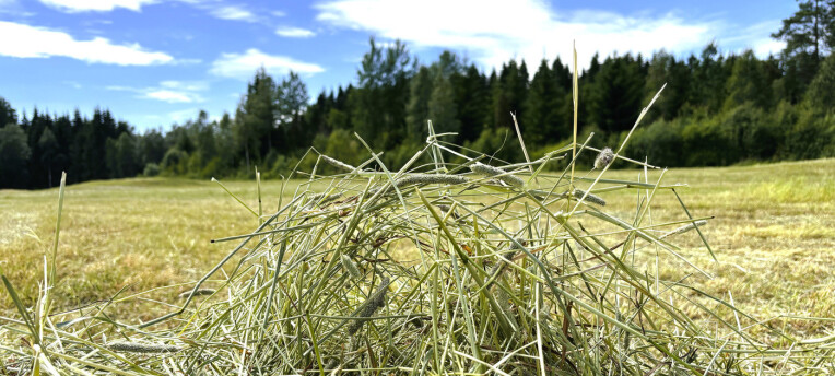 Därfor varierar sockerhalten i grovfoder - och så kan du påverka den