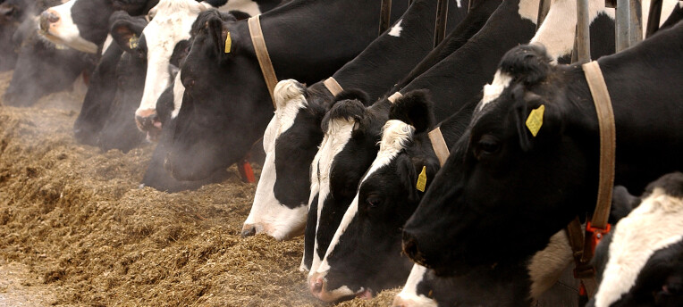 Derfor bør du analysere mineralinnholdet i grovfôret ditt