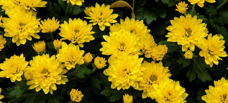Developing a shared logic to reduce residues in ornamentals