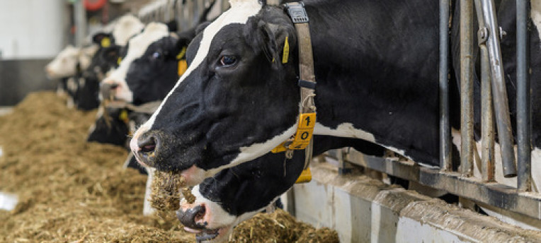 Dutch Dairy Update