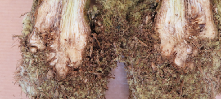 Fusarium in Paprika