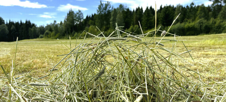 Høyt sukkerinnhold i årets førsteslått av grovfôr til hest