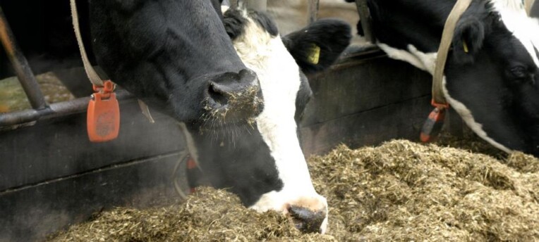 Hygienisk kvalitet i grovfôr – en viktig faktor for dyrehelse og produksjon