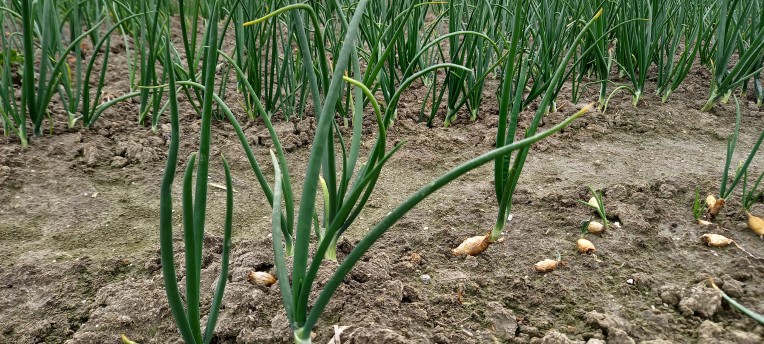 Magnesium: het vergeten nutriënt met een sleutelrol in gewasgroei