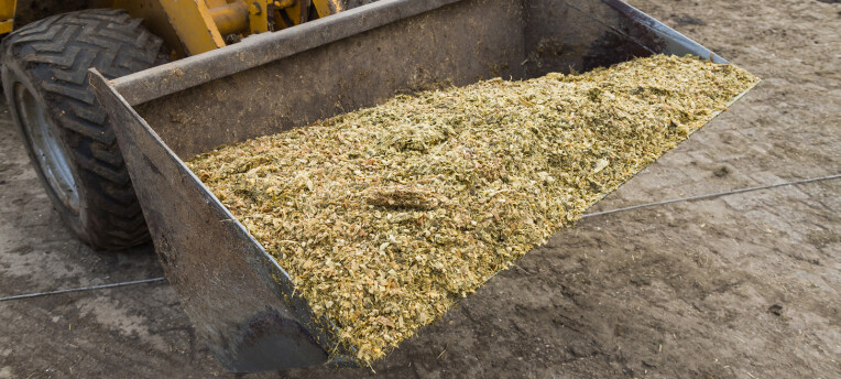 Maiskuilen 2025: Droge maar goed verteerbare maïs, maar let op mineralen