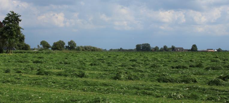 Nattere voorjaarskuilen zorgen voor veel onbestendig eiwit