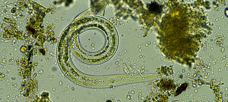Nematoder – små rundormer med stor betydning for landbruket 