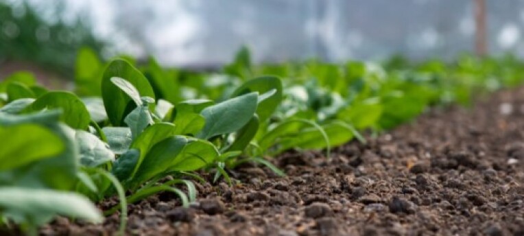 Omgekeerde osmose Westland: zo ondersteunt Eurofins telers