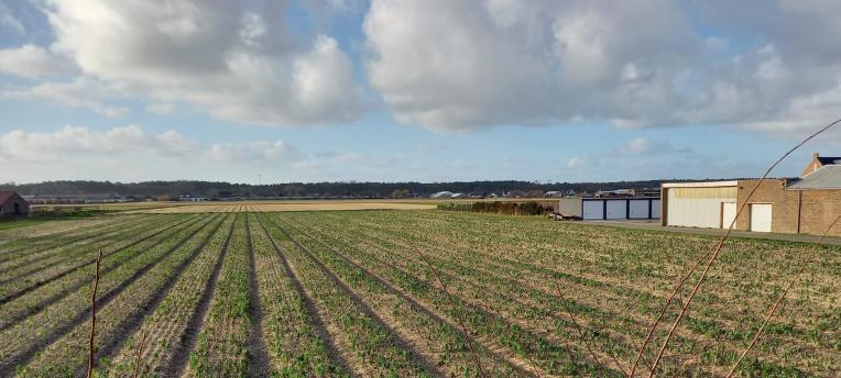 Optimale bollenteelt met grond- en gewasonderzoek