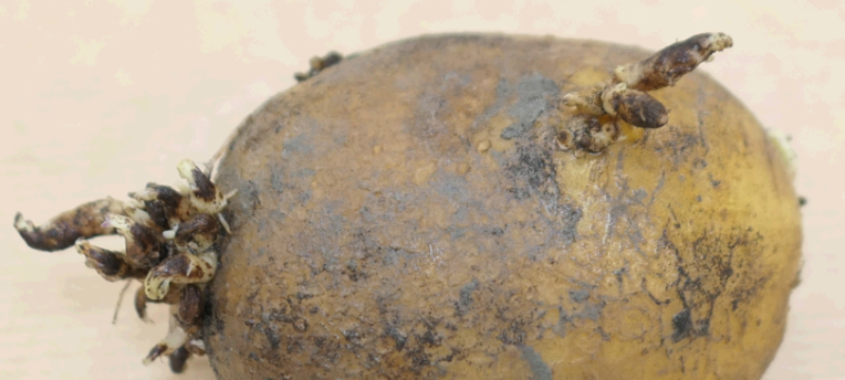 PlantDoctor voor de juiste diagnose bij teeltproblemen
