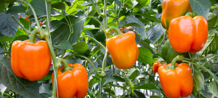 Slapgaan en microbioom bij paprika
