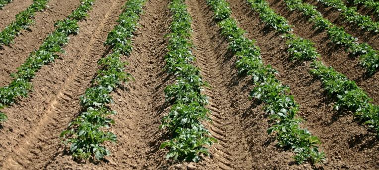 Spoor beginnende AM-haarden tijdig op