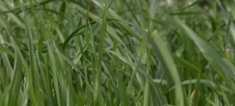 Stikstofleverend vermogen graslanden varieert sterk