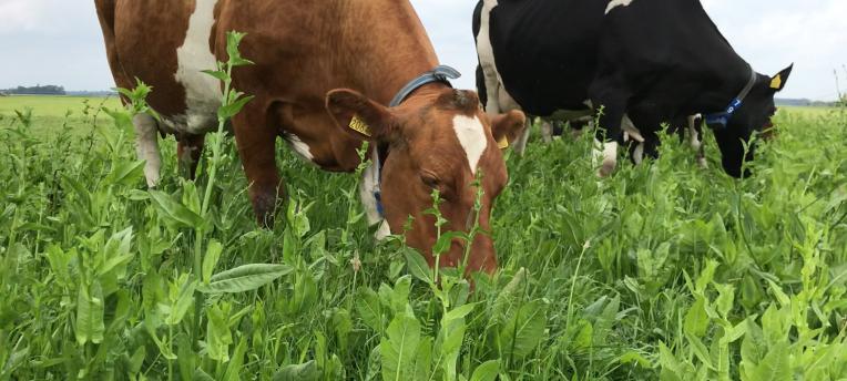 Kruidenrijk gras succesvol met onderzoek