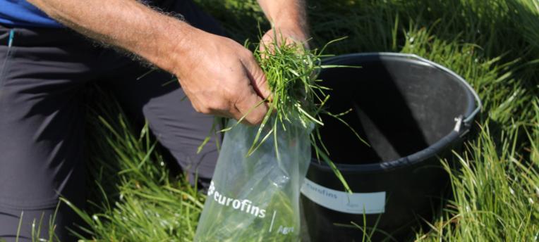 Suikergehalte vers gras aan de lage kant