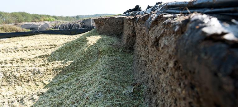 Test maize silage to unlock bypass starch benefit