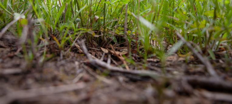 Test soil to save on expensive inputs