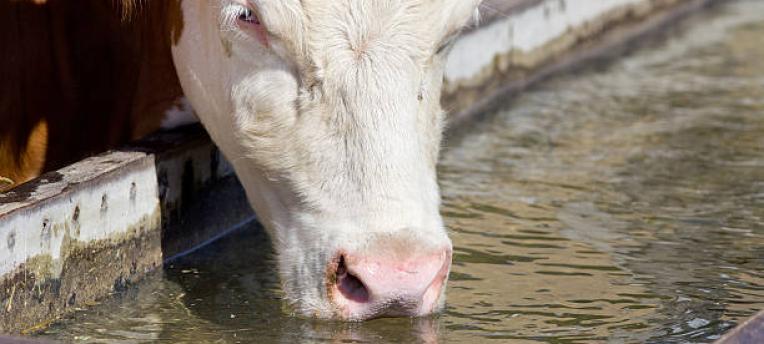 Tussen bron en drinkbak kan verontreiniging optreden