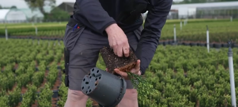 How to take a potting soil sample?