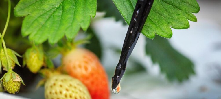 Waterkwaliteit: de stille regisseur van uw teelt