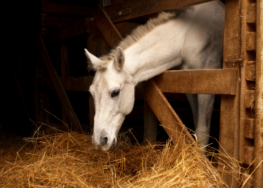 Grovfoder til heste
