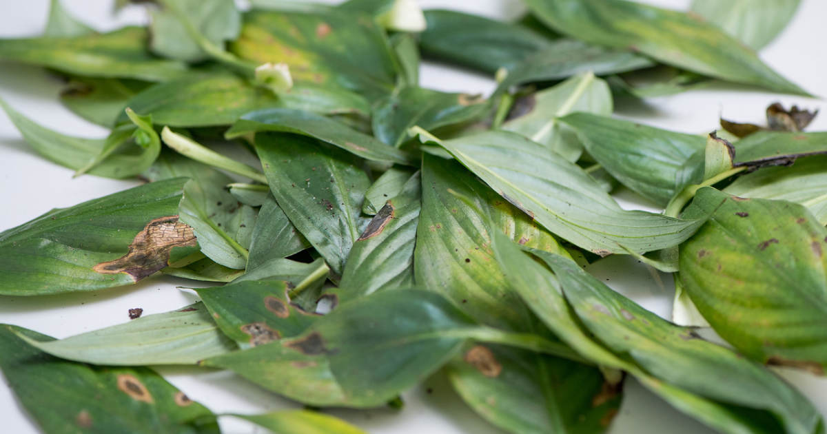 PlantDoctors doctor make the diagnosis quickly and reliably - Eurofins Agro