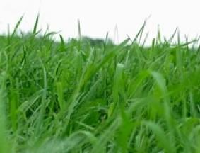 Freshgrass Check