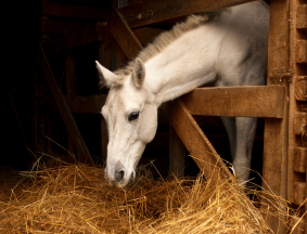 Grovfoder til heste
