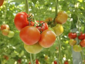 Horticultural Water and Nutrient Solutions