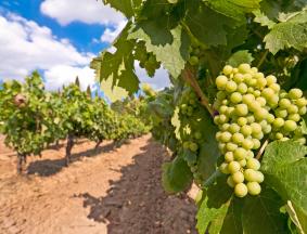 Viticulture leaf analysis