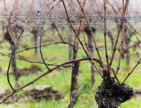 Viticulture stalk analysis
