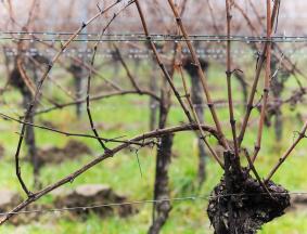 Viticulture stalk analysis