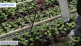 How to take a greenhouse soil sample?