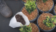 How to take a potting soil sample
